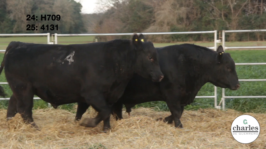 Lote TOROS PUROS CONTROLADOS