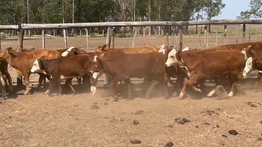 Lote 50 Terneros/as en Ituzaingó, Corrientes