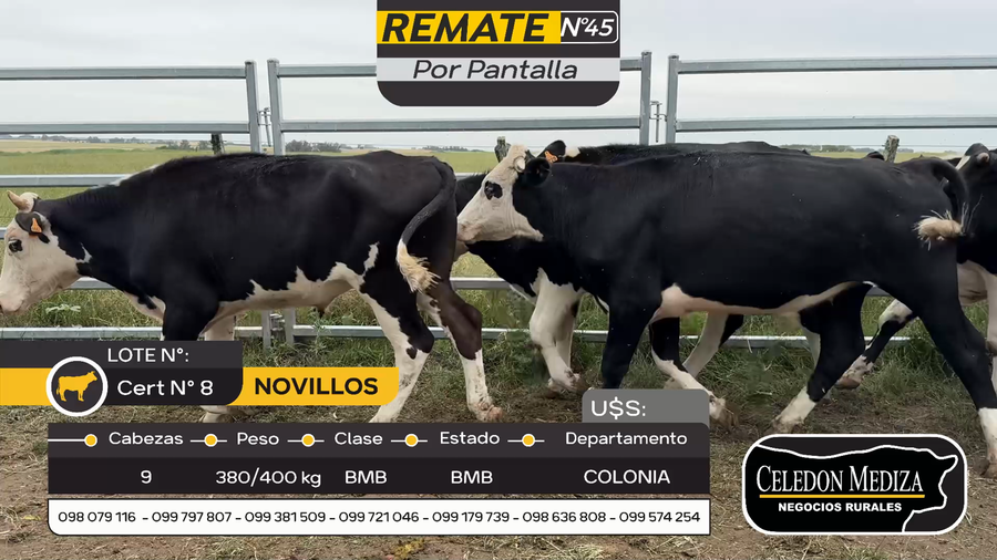 Lote 9 Novillos en Otra Localidad, Colonia