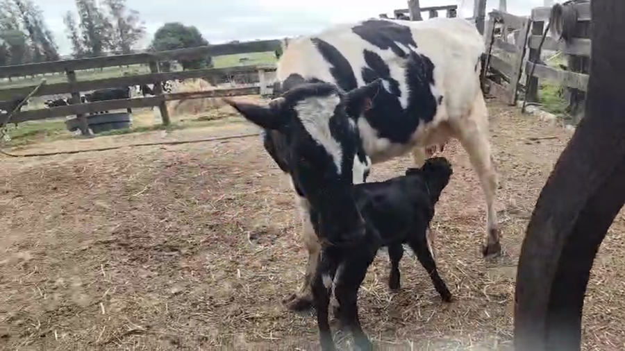 Lote 2 Piezas de cría a remate en Pantalla Aniversario - Escritorio Camy 400kg - , San José