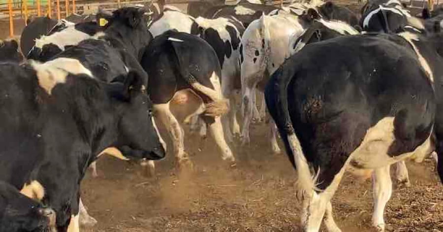 Lote 45 Novillo Gordo en Melipilla, Región Metropolitana