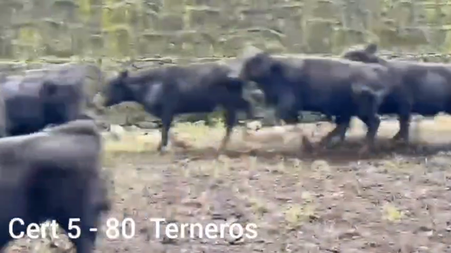Lote TERNEROS