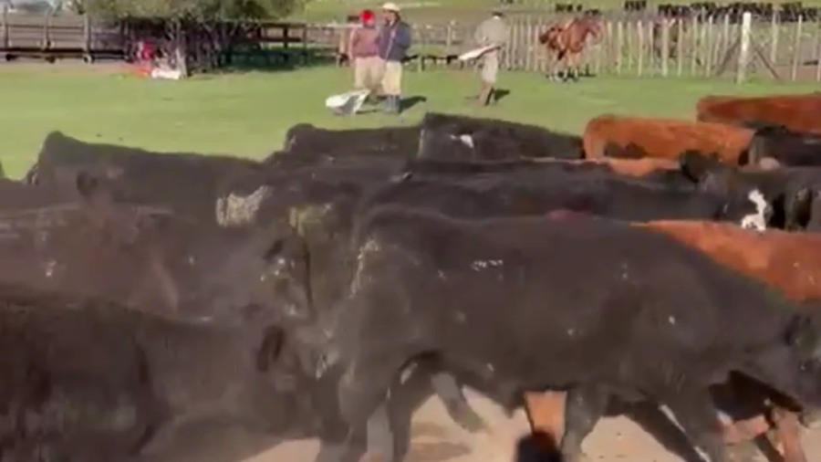 Lote 70 TERNS. MACHOS, TANDIL, PCIA. DE BS. AS.