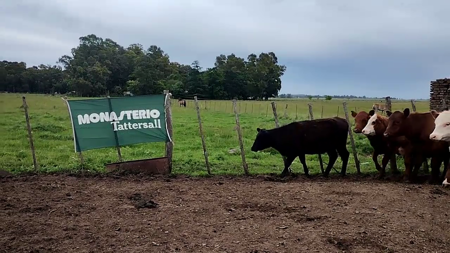 Lote 30 Terneros/as en Olavarria