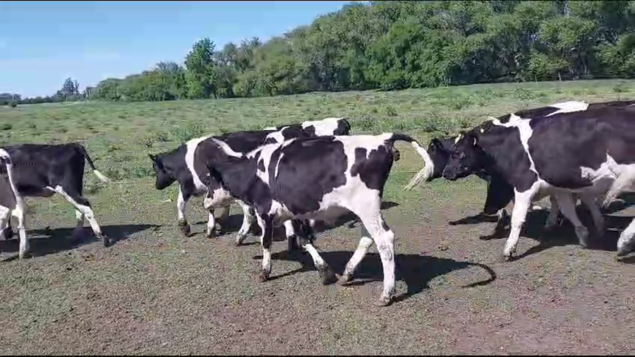 Lote 19 Terneros en Tandil, Buenos Aires