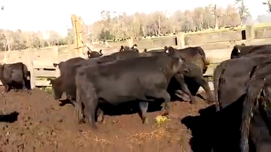 Lote 22 Vaquilla Engorda en Río Bueno, XIV Región Los Ríos