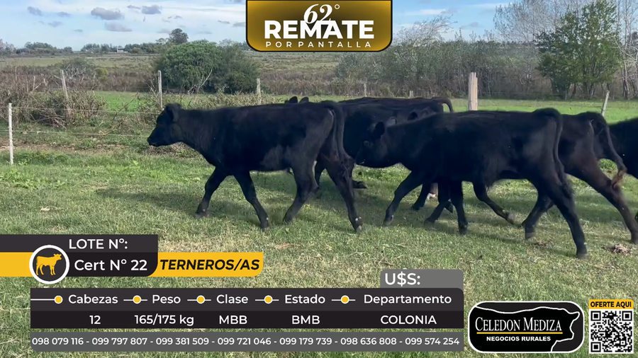Lote 12 Terneros y Terneras en Tarariras, Colonia