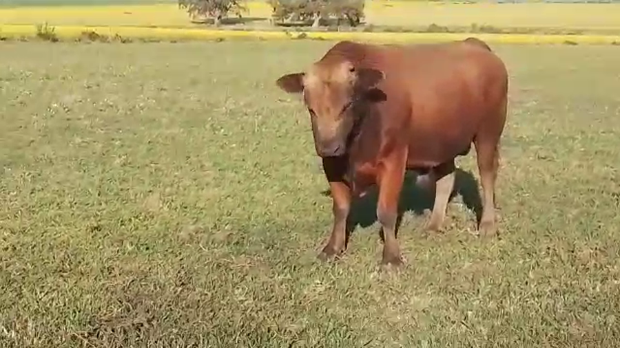 Lote Toros a remate en REMATE POR PANTALLA 700kg - , San José