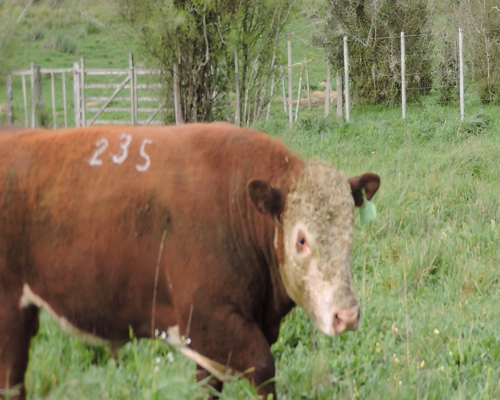 Lote RP 235 - CABAÑA EL TORIL