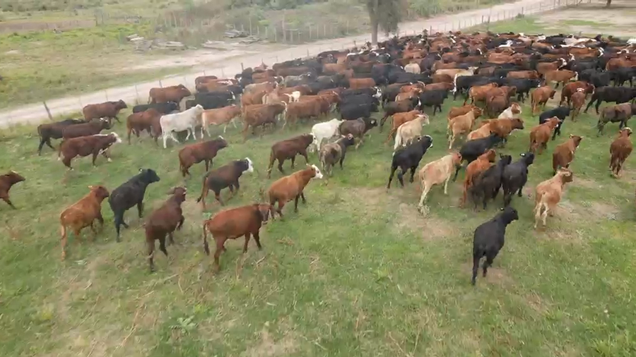 Lote 200 Novillitos en Salta, Salta