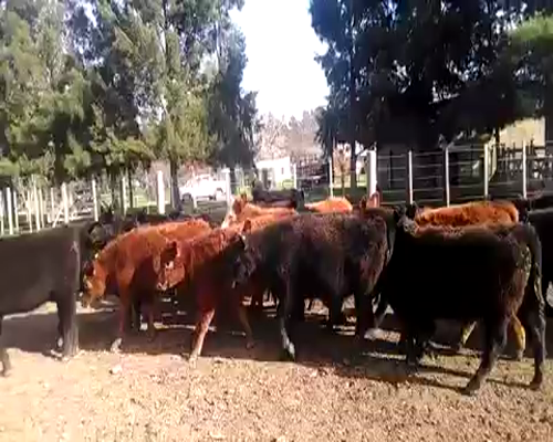 Lote 22 Terneras de 205Kg en Gral. Paz, Buenos Aires