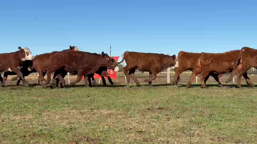 Lote 150 Novillitos en Entre Ríos, San Jaime