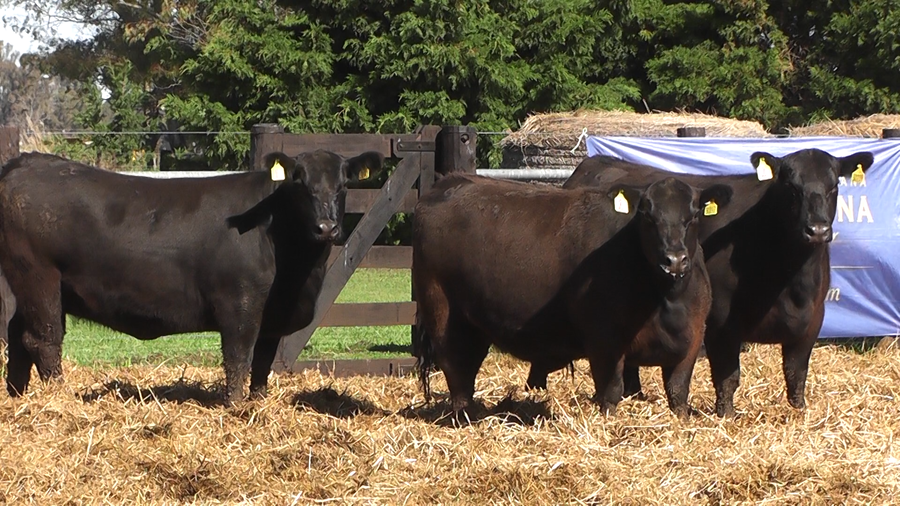 Lote VAQUILLONAS ANGUS PURO CONTROLADAS PARICION OTOÑO
