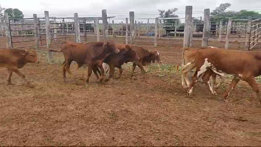 Lote 70 Terneros/as en Tintina, Santiago del Estero