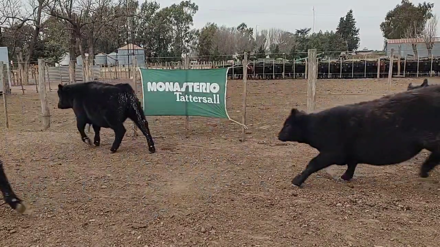 Lote 47 Terneros EN CARHUE