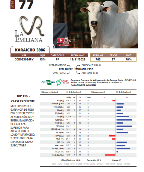 Lote LOTE 77