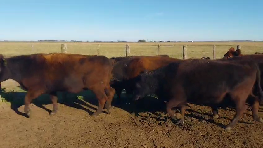 Lote 35 Vaca Exportacion