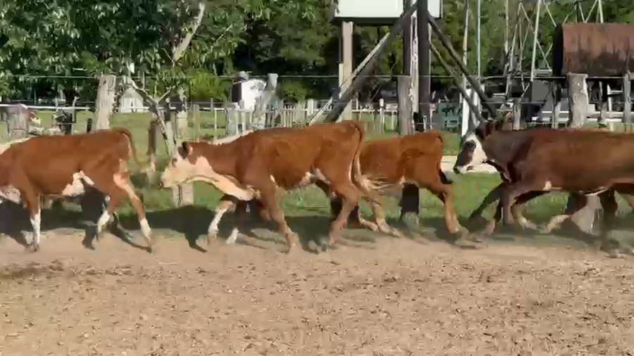 Lote 100 Terneras en Corrientes, Paso de Los Libres