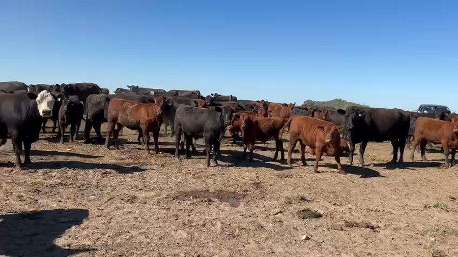 Lote 20 Novillitos y vaquillonas en Buenos Aires, Gral. Lamadrid