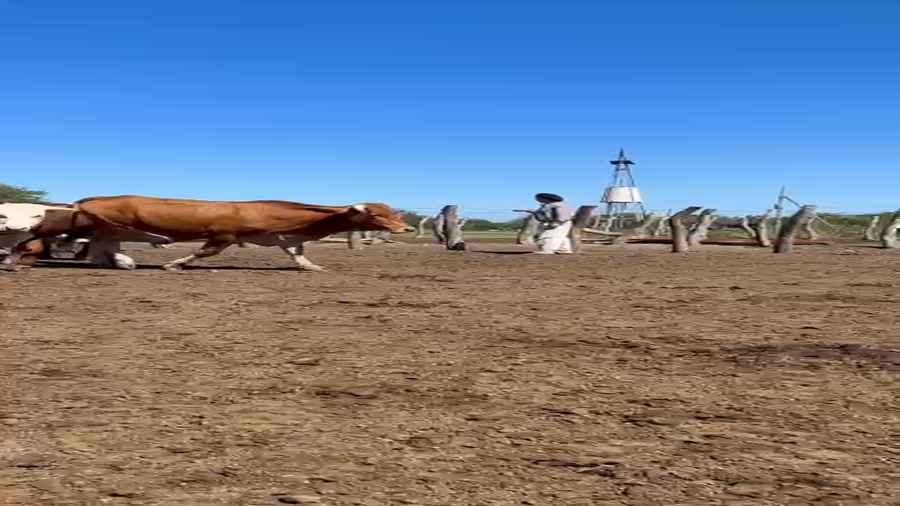 Lote 90 Novillos en Corrientes, Mercedes