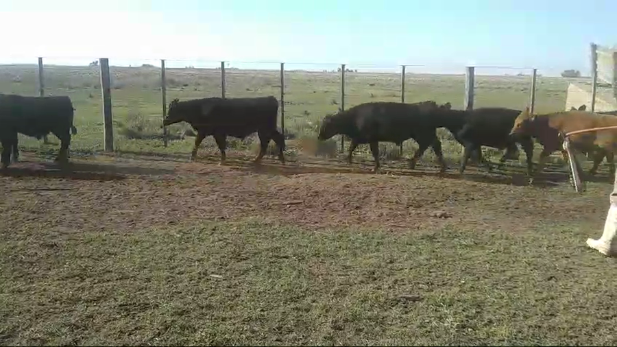 Lote 18 Terneros