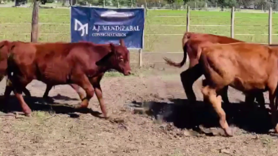 Lote 70 TERNS. MACHOS Y HEMBRAS, DAIREAUX, BS. AS.