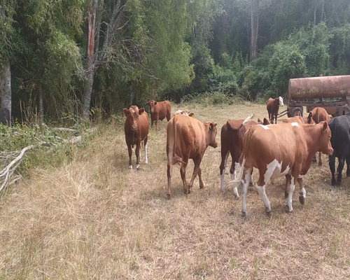 Lote 60 Novillo Engorda en Paillaco, XIV Región Los Ríos