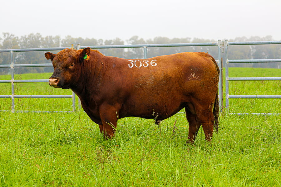 Lote ABERDEEN ANGUS SA -  Angus COLORADOS