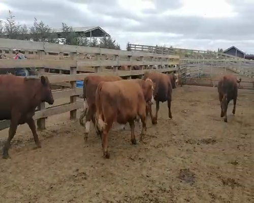 Lote 53 Novillo Engorda en Los Ángeles, VIII Región Biobío