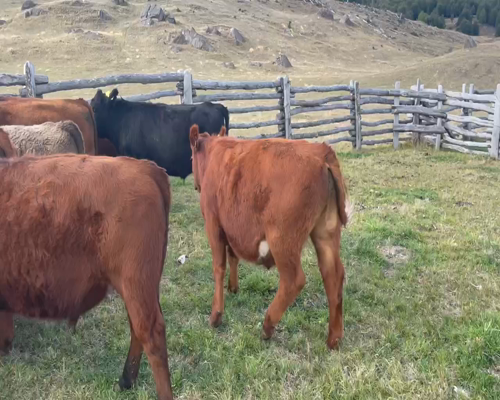 Lote 55 Novillo Engorda en Coyhaique, XI Región Aysén