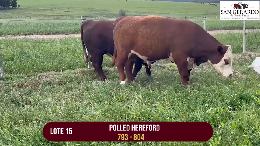 Lote TOROS POLLED HEREFORD