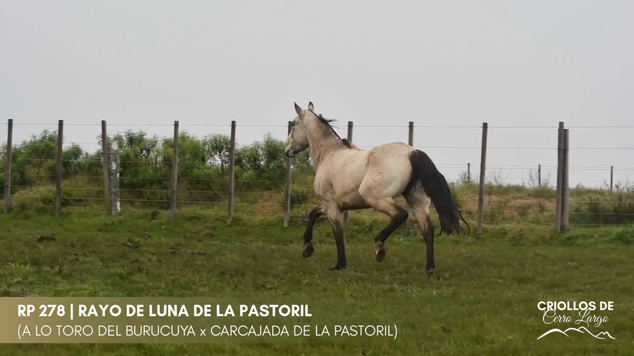 Lote RAYO DE LUNA DE LA PASTORIL