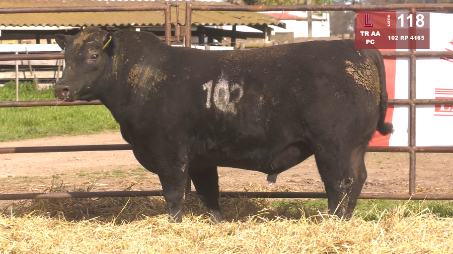 Lote TOROS ANGUS NEGROS  PC