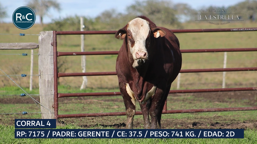 Lote Toro Braford
