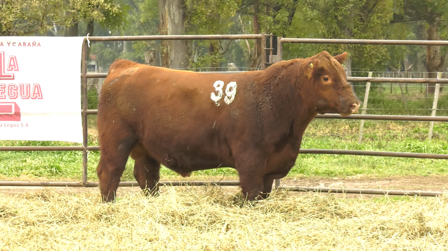 Lote TOROS ANGUS COLORADOS  PC