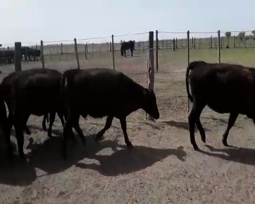 Lote 60 Vaquillonas en Mayor Buratovich, Buenos Aires