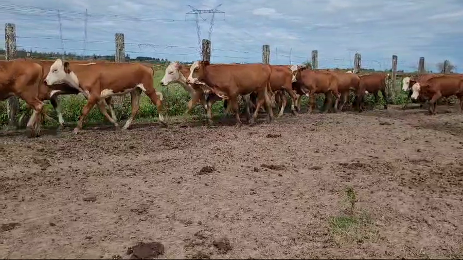 Lote 87 Novillitos