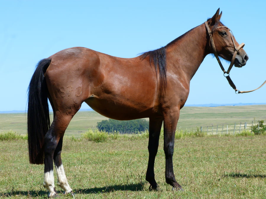 Lote Rastreadora Salpay