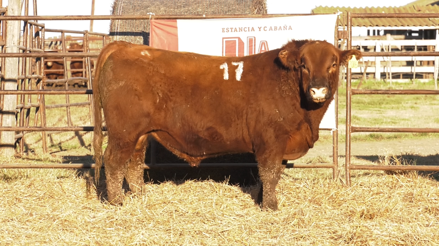 Lote TOROS ANGUS COLORADOS  PC