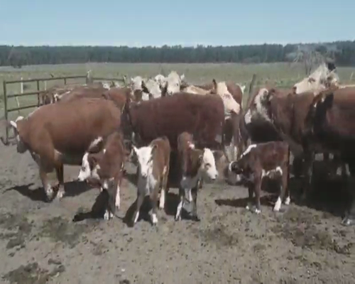 Lote 54 Al corte Vacas usadas parida en Entre Ríos