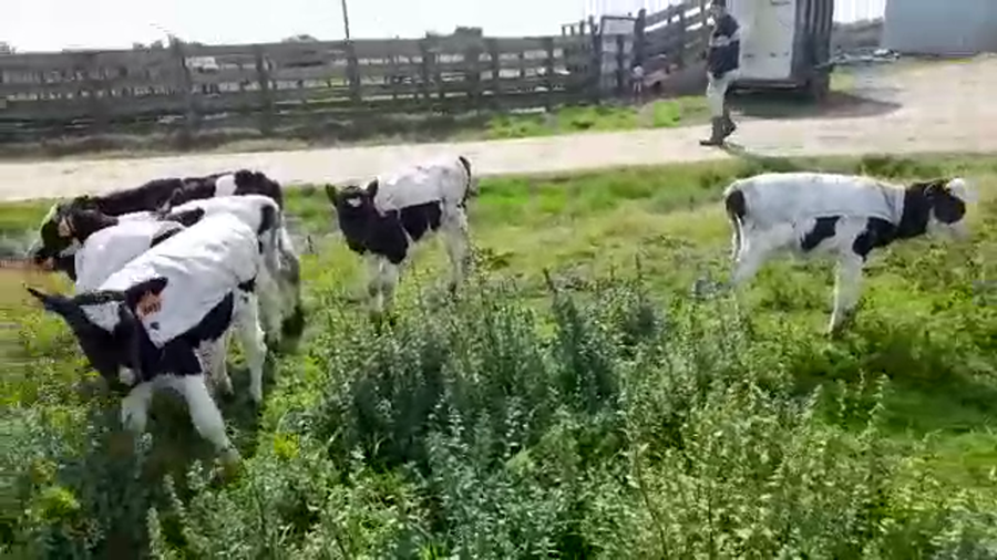 Lote 7 Terneros a remate en PANTALLA CAMY, San José