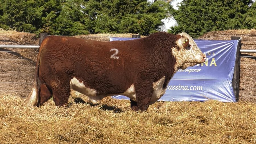 Lote TOROS P. HEREFORD PURO REGISTRADO