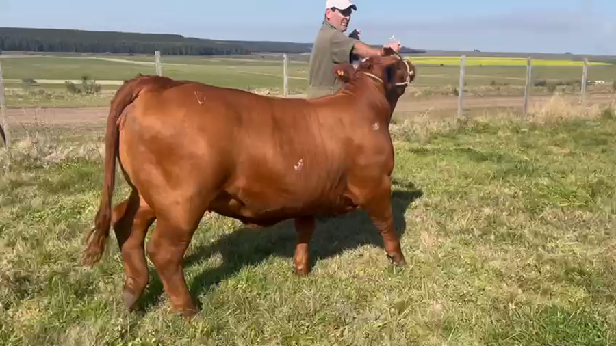 Lote "cabaña manantial verde" - MANANTIAL VERDE SORPRESA 78 FIV