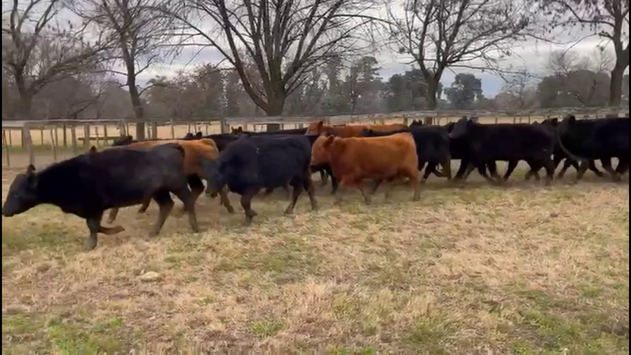 Lote 73 Novillitos