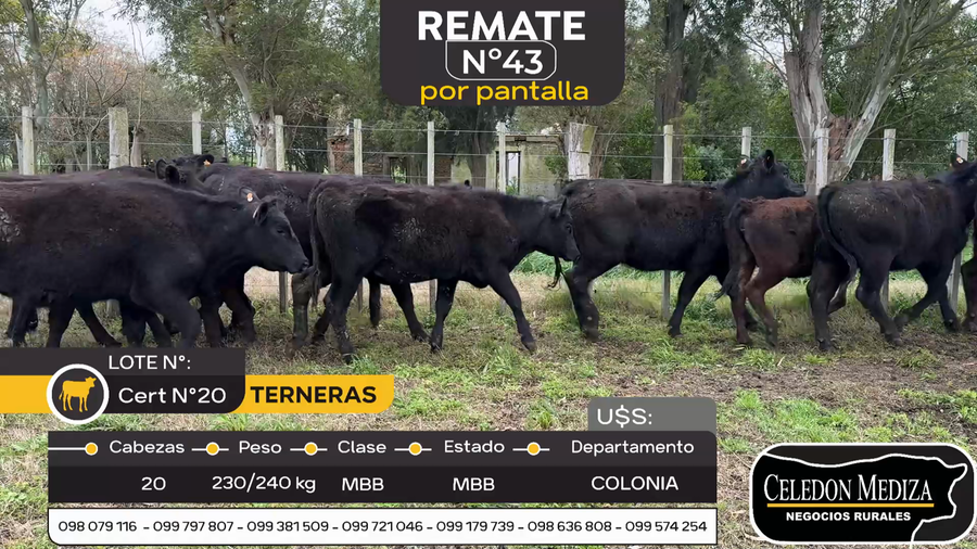 Lote 20 Terneras en Estanzuela, Colonia