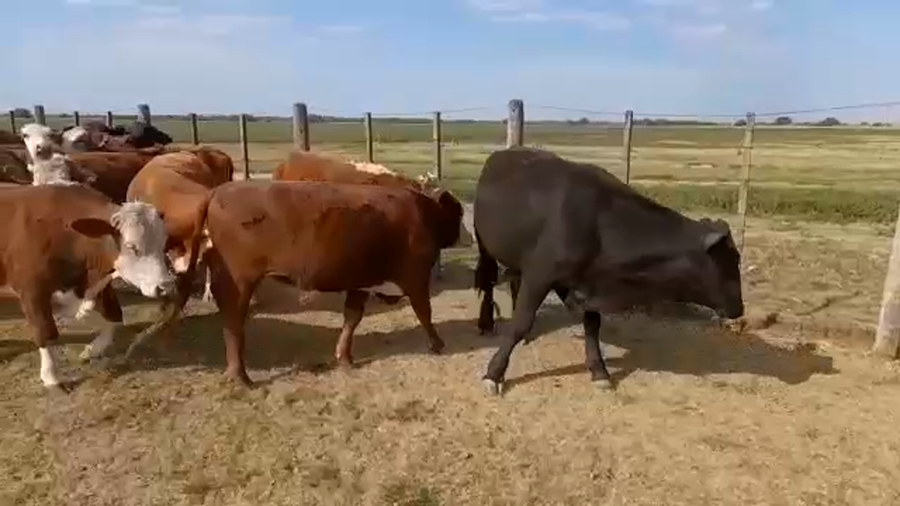 Lote 75 Novillitos Braford en Tostado, Santa Fe