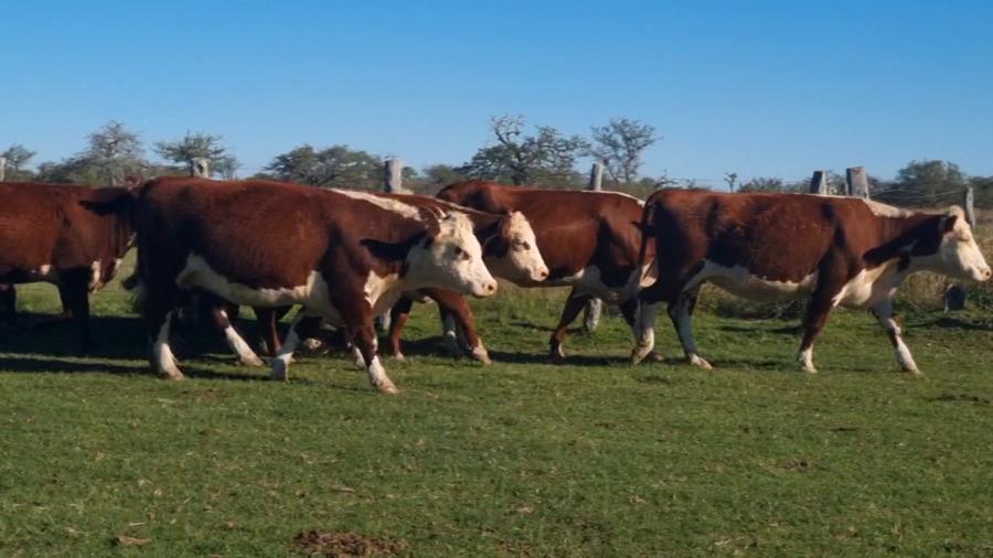 Lote 13 Vacas nuevas Preñadas