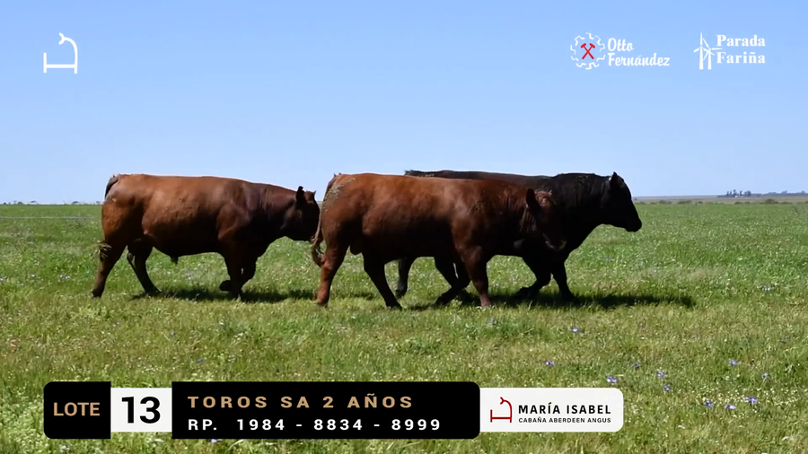 Lote LOTE 13