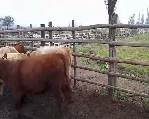 Lote 52 Ternero en Curicó, VII  Región Maule