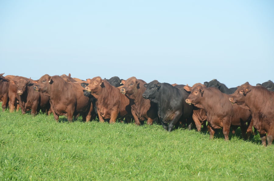 Lote CORRAL 20